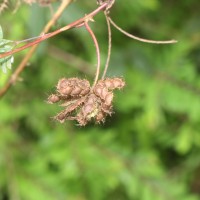 Mimosa pudica L.